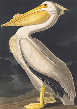 American White Pelican &mdash; Birds Art metal poster