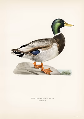 Mallard male Anas plat &mdash; Birds Art metal poster
