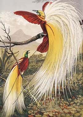 The Bird of Paradise &mdash; Birds Art metal poster