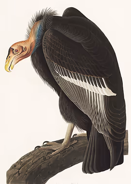 Californian Vulture &mdash; Birds Art metal poster