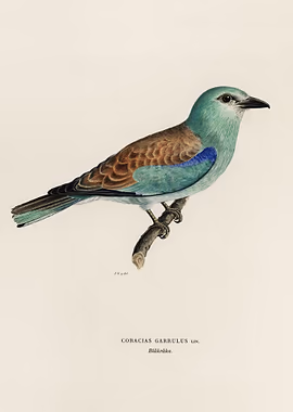Coracias Garrulus Lin &mdash; Birds Art metal poster
