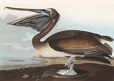 Brown Pelican &mdash; Birds Art metal poster