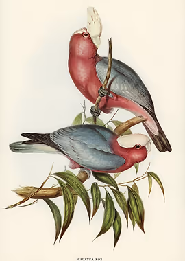 Cacatua Eos Rose breasted &mdash; Birds Art metal poster