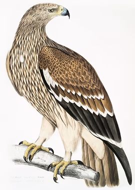 Golden Eagle Female &mdash; Birds Art metal poster