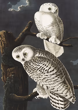 Snowy Owl James Audubon &mdash; Birds Art metal poster