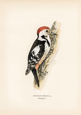 Dryobates medius &mdash; Birds Art metal poster