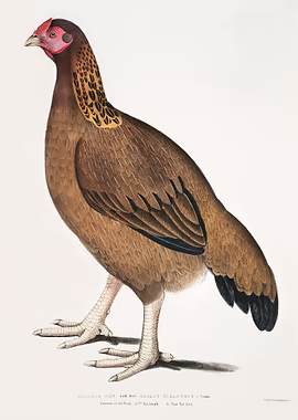 John Edward gray &mdash; Birds Art metal poster