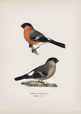 Pyrrhula Pyrrhula illus &mdash; Birds Art metal poster