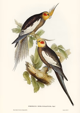 Cockatoo Parakeet &mdash; Birds Art metal poster