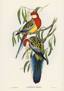 Rosehill Parakeet &mdash; Birds Art metal poster