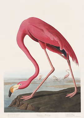 Pink Flamingo from Bird &mdash; Birds Art metal poster
