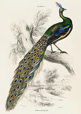 Male Peafowl Portrait &mdash; Birds Art metal poster
