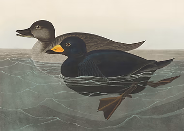 American Scoter Duck &mdash; Birds Art metal poster