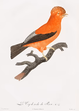 Andean cock the rock &mdash; Birds Art metal poster
