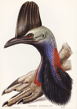 Australian Cassowary &mdash; Birds Art metal poster