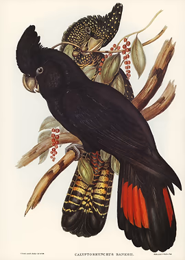 Banksian Cockatoo &mdash; Birds Art metal poster