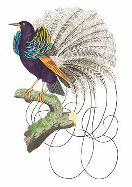 Vaillantian Paradise bi &mdash; Birds Art metal poster