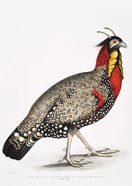 Black head Horned Pheasant &mdash; Birds Art metal poster