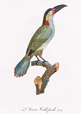 Black necked Aracari &mdash; Birds Art metal poster