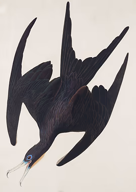 Frigate Pelican &mdash; Birds Art metal poster