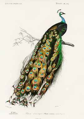 Indian peafowl &mdash; Birds Art metal poster
