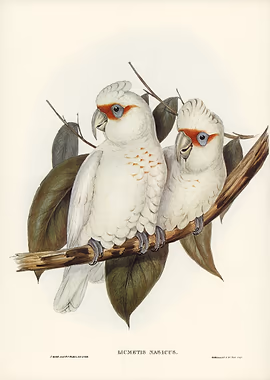 Longbilled Cockatoo &mdash; Birds Art metal poster