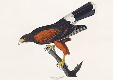 Louisiana Hawk &mdash; Birds Art metal poster
