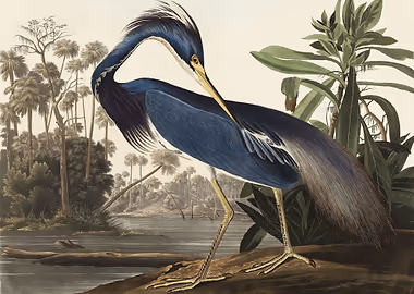 Louisiana Heron &mdash; Birds Art metal poster