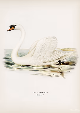 Mute Swan male Cygnus &mdash; Birds Art metal poster