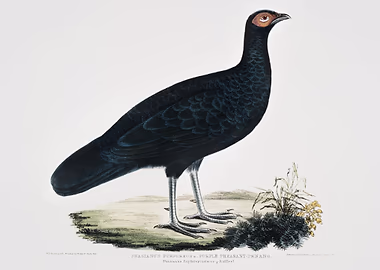 Puple Pheasant &mdash; Birds Art metal poster
