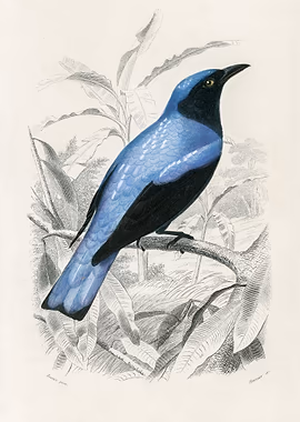 Square tailed drongo &mdash; Birds Art metal poster