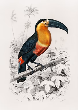 Toucan Ramphastos &mdash; Birds Art metal poster