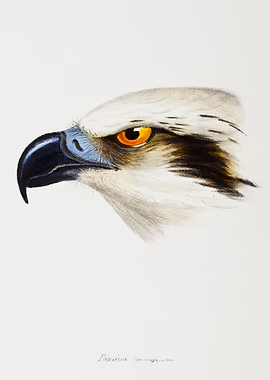 White headed Osprey &mdash; Birds Art metal poster