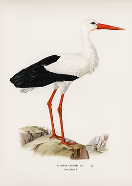White stork Ciconia &mdash; Birds Art metal poster