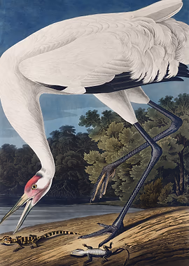 Hooping Crane &mdash; Birds Art metal poster
