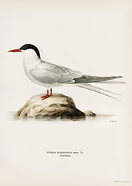 Arctic tern Sterna &mdash; Birds Art metal poster