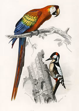 Different types of bird &mdash; Birds Art metal poster
