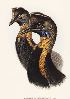 One carunculated Cassow &mdash; Birds Art metal poster