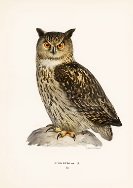 Eurasian eagle owl &mdash; Birds Art metal poster