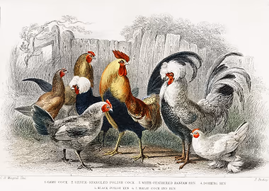 Game Cock Silver &mdash; Birds Art metal poster
