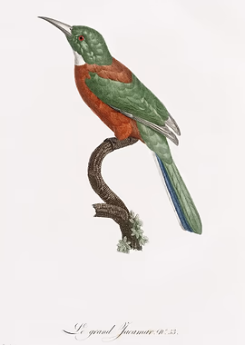 Great Jacamar &mdash; Birds Art metal poster