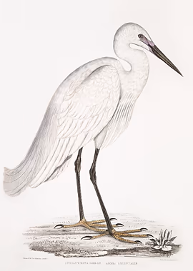 Indian white Heron &mdash; Birds Art metal poster