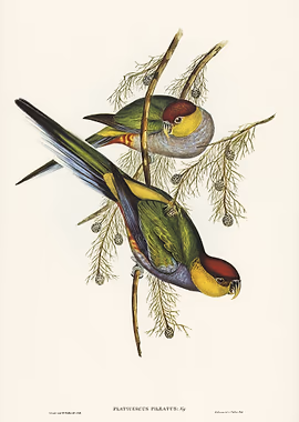 Redcapped Parakeet &mdash; Birds Art metal poster