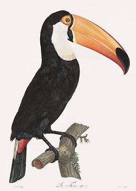Toco toucan &mdash; Birds Art metal poster