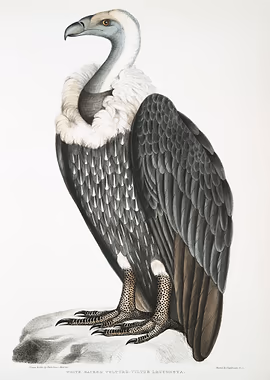 White backed Vulture &mdash; Birds Art metal poster