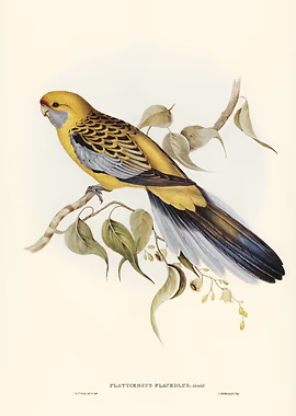 Yellow rumped Parakeet &mdash; Birds Art metal poster