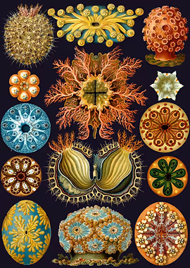Ernst Haeckel metal poster collection