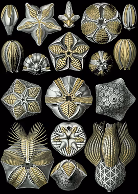 Haeckel Blastoidea &mdash; Ernst Haeckel metal poster
