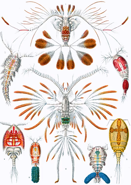 Haeckel Copepoda &mdash; Ernst Haeckel metal poster
