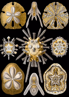 Haeckel Echinidea &mdash; Ernst Haeckel metal poster